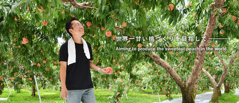 古山果樹園は世界一甘い桃づくりを目指しています